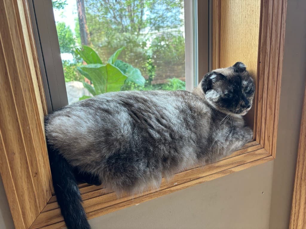 fluffy cat resting on a wooden windowsill with greenery outside